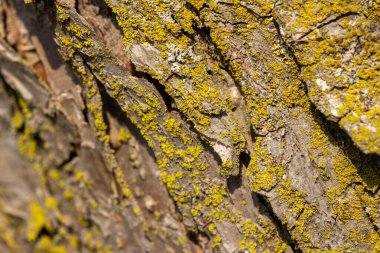 İlkbahar güneşi altında olgun bir yaban elması (malus) ağacında büyüyen yosun ve yosunun makro doku arka planı