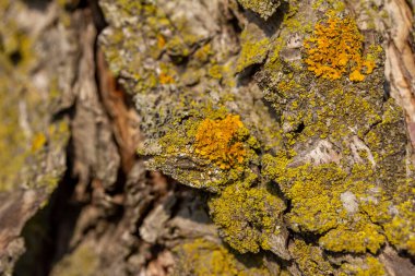 İlkbahar güneşi altında olgun bir yaban elması (malus) ağacında büyüyen yosun ve yosunun makro doku arka planı
