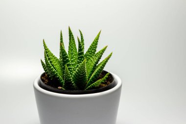 Beyaz arka planda beyaz porselen bir tencerede küçük bir zebra kaktüsünün (haworthia attenuata) soyut görüntüsünü kapat