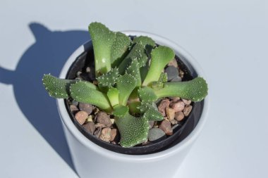 Beyaz arka planda beyaz porselen bir kapta bulunan küçük bir saksı buz bitkisinin (aloinopsis luckhoffii) yakın görüntüsü