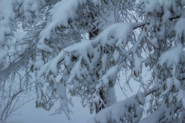 Kış tipi sırasında her zaman yeşil olan ağaç dallarında biriken yoğun kar yağışı arkaplan görüntüsü