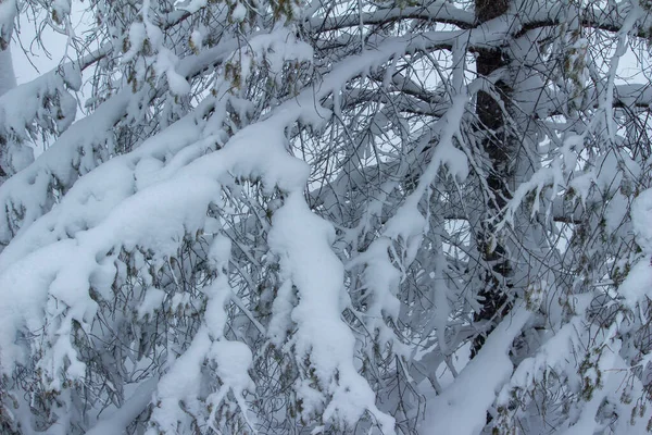 Kış tipi sırasında her zaman yeşil olan ağaç dallarında biriken yoğun kar yağışı arkaplan görüntüsü