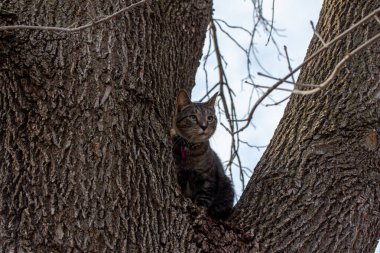 Gri çizgili tekir kedinin düşük açılı görüntüsü, büyük olgun bir ağacın tepesinde, dışarı bakıyor.