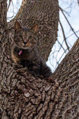 Gri çizgili tekir kedinin yakın açılı görüntüsü. Büyük olgun bir ağaçta oturmuş, kameraya bakıyor.