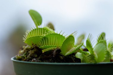 Etçil yaprakları olan Venüs sinekkapanı (dionaea muscipula) tam çerçeve dokusu
