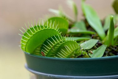 Etçil yaprakları olan Venüs sinekkapanı (dionaea muscipula) tam çerçeve dokusu