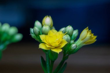 Tam çerçeve makro soyut görünüm küçük sarı kalanchoe çiçekleri koyu mavi çözünmüş arka plan