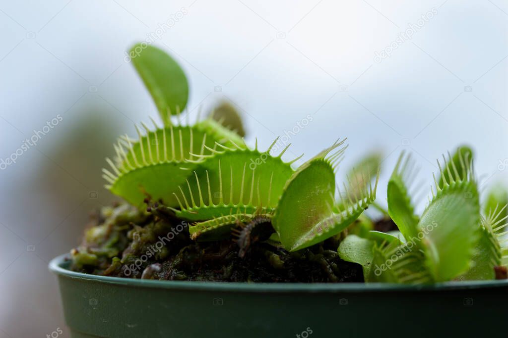 Full frame texture abstract view of a potted Venus flytrap (dionaea muscipula) with carnivorous leaves