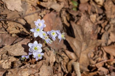 İlkbahar güneşinde ormanlık bir vadide rahatsız edilmeden büyüyen bitkisel ve sivri burunlu Hepatica kır çiçekleri (anemone acutiloba) kümesine yakından bakın.