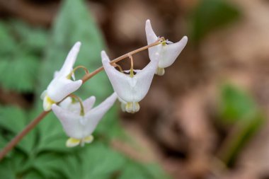İlkbaharda doğal ormanlık alanlarında yetişen beyaz Hollandalıların pantolonlarının (Dicentra cucullaria) makro soyut arka planı