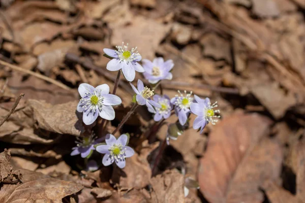 İlkbahar güneşinde ormanlık bir vadide rahatsız edilmeden büyüyen bitkisel ve sivri burunlu Hepatica kır çiçekleri (anemone acutiloba) kümesine yakından bakın.