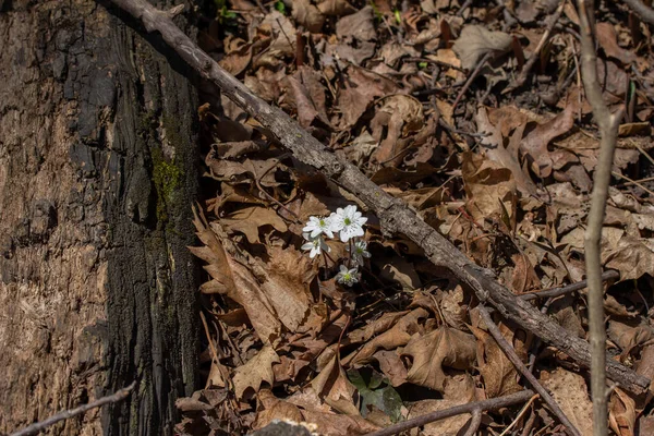 Nahaufnahme Einer Traube Unkultivierter Einheimischer Scharflappiger Hepatica Wildblumen Anemone Acutiloba — Stockfoto