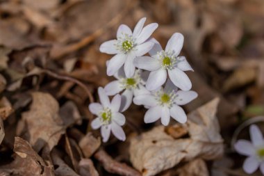 İlkbaharda ormanlık bir vadide rahatsız edilmeden büyüyen bitkisel ve sivri burunlu Hepatica kır çiçekleri (anemone acutiloba) kümesine yakından bakın.