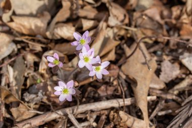 İlkbaharda ormanlık bir vadide rahatsız edilmeden büyüyen bitkisel ve sivri burunlu Hepatica kır çiçekleri (anemone acutiloba) kümesine yakından bakın.