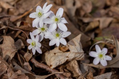 İlkbaharda ormanlık bir vadide rahatsız edilmeden büyüyen bitkisel ve sivri burunlu Hepatica kır çiçekleri (anemone acutiloba) kümesine yakından bakın.
