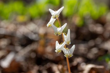 Ormanlık bir vadide yetişen beyaz Hollandalı 'nın pantolonunun (Dicentra gugugularia) makro soyut arka planı