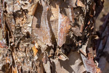 Bu resim, mavi gökyüzü arka planına sahip bir nehir huş ağacının (betula nigra) gövdesindeki çekici, yırtık ve soyulmuş kabuğunu (betula nigra) yakından görüntüler