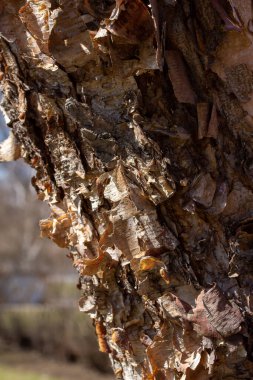 Bu resim, mavi gökyüzü arka planına sahip bir nehir huş ağacının (betula nigra) gövdesindeki çekici, yırtık ve soyulmuş kabuğunu (betula nigra) yakından görüntüler