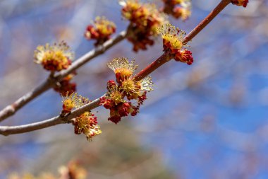 İlkbaharın başlarında kırmızı bir akçaağaç (acer rubrum) üzerindeki kırmızı ve sarı çiçeklerin tam çerçeve soyut desen görünümü