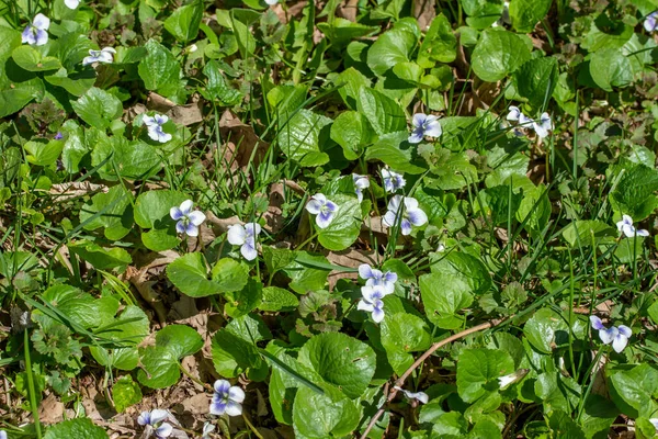 Resim Ormanlık Alanda Yaşayan Beyaz Menekşelerin Viola Blanda Güneşli Bir — Stok fotoğraf