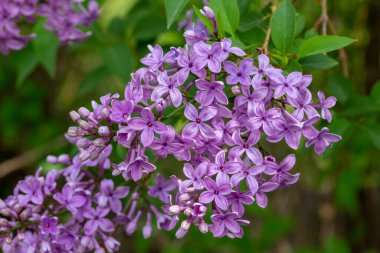Bu resim, mavi gökyüzü arka planına sahip tam çiçeklenen Çin leylağı (şırınga chinensis) çiçek çiçeklerinin yakın bir makro doku görünümünü gösterir..