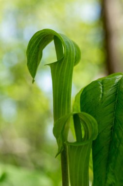Bu resim, orman vadisinin kenarında çiçek açan, kürsüdeki genç yeşil bir kriko (arisaema triphyllum) bitkisinin makro görüntüsünü gösteriyor..