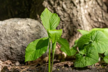 Bu resim, orman vadisinin kenarında çiçek açan, kürsüdeki genç yeşil bir kriko (arisaema triphyllum) bitkisinin makro görüntüsünü gösteriyor..