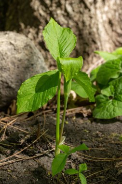 Bu resim, orman vadisinin kenarında çiçek açan, kürsüdeki genç yeşil bir kriko (arisaema triphyllum) bitkisinin makro görüntüsünü gösteriyor..