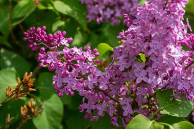 Bu resim, güzel kokulu Pers leylağının (şırınga persika) tam güneş ışığında açan ve arkaplanda çözünmüş bir çiçek açan desen görüntüsünü gösterir..