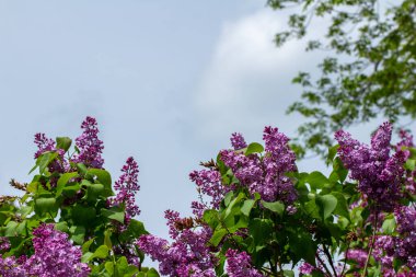 Bu resim, güzel kokulu Pers leylağının (şırınga persika) tam güneş ışığında açan ve arkaplanda çözünmüş bir çiçek açan desen görüntüsünü gösterir..