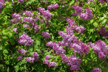 Bu resim, güzel kokulu Pers leylağının (şırınga persika) tam güneş ışığında açan ve arkaplanda çözünmüş bir çiçek açan desen görüntüsünü gösterir..