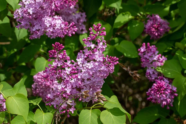 Bu resim, güzel kokulu Pers leylağının (şırınga persika) tam güneş ışığında açan ve arkaplanda çözünmüş bir çiçek açan desen görüntüsünü gösterir..