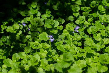 Bu görüntüler sürüngen Charlie 'nin (glechoma hederacea) yerleşim alanında yetişen aromatik yeşil bir yer sarmaşığı bitkisinin makro görüntüsünü gösteriyor. Çekici bir bitki olmasına rağmen, genellikle çimenlerdeki istilacı bir ot olarak kabul edilir.. 