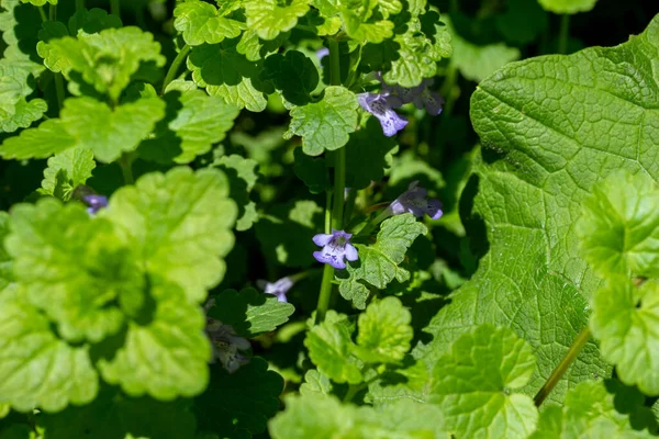 Obrazy Przedstawiają Makro Widok Creeping Charlie Glechoma Hederacea Aromatyczny Wiecznie — Zdjęcie stockowe