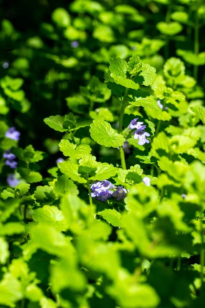 Esta Imagen Muestra Una Vista Macro Creeping Charlie Glechoma Hederacea — Foto de Stock