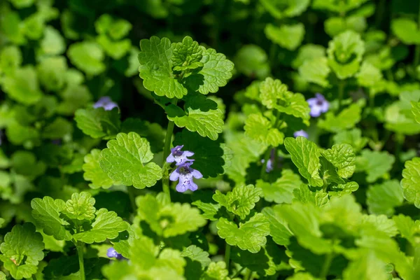 Gambar Ini Menunjukkan Pandangan Makro Dari Creeping Charlie Glechoma Hederacea — Stok Foto