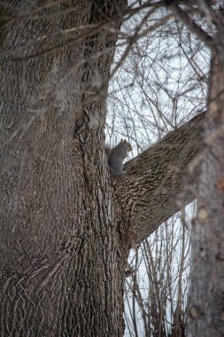 Bu görüntü doğu gri sincabı (Sciurus carolinensis) liken ve yosunlarla kaplı eski bir ağacın dalında otururken, bulutlu bir gökyüzü ile yakın bir görüntüsünü gösterir..