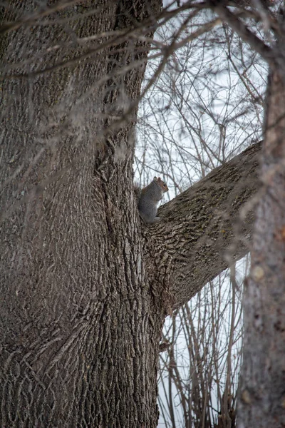 Obraz Ten Pokazuje Bliski Widok Wschodnią Szarą Wiewiórkę Sciurus Carolinensis — Zdjęcie stockowe