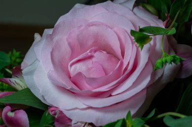 Çiçekçi düzeninde çiçek açan güzel pembe bir çiçeğin arka plan mavi ortancaları olan makro soyut sanat görüntüsü