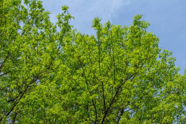 Bu resim, yapraklarla kaplı bir yeşil kül (fraxinus pennsylvanica) ağaç tepesi ve mavi gökyüzü arkaplanının düşük açılı görünümünü gösterir.