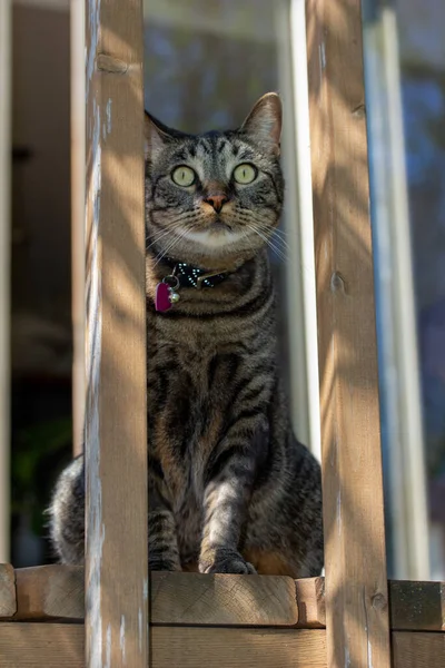 Esta Imagem Mostra Retrato Perto Gato Listrado Cinzento Espreitando Através — Fotografia de Stock