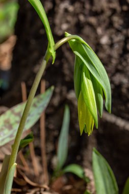 Bu resim, doğal orman habitatında çiçek açan tek bir sarı çan otunun (Uvularia grandiflora) makro doku görünümünü gösterir..