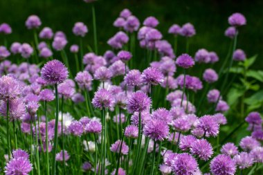 Mor ve pembe çiçek çiçekleri ve yenilebilir yeşil yapraklı taze soğan çiçeklerinin (allium schoenoprasum) tam çerçeve arkaplan görünümü.