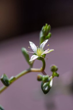 Bu resim, renkli çözünmüş arkaplan ile sulu bir üzüm bitkisinin üzerinde çiçek açan küçük bir çiçeğin makro soyut görünümünü gösterir..