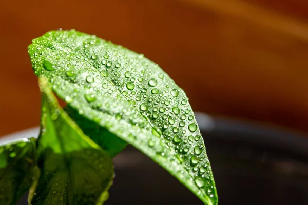 This image shows a macro abstract art view of a water misted leaf on a Meyer lemon tree, with a dark neutral defocused background.