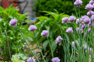 Mor ve pembe çiçek çiçekleri ve yenilebilir yeşil yapraklarla taze çiçek çiçeklerinin (allium schoenoprasum) tam çerçeve arkaplan görünümü.
