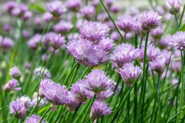 Mor ve pembe çiçek çiçekleri ve yenilebilir yeşil yapraklarla taze çiçek çiçeklerinin (allium schoenoprasum) tam çerçeve arkaplan görünümü.
