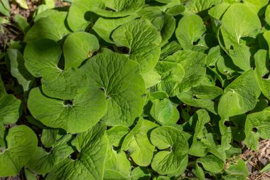 Doğal orman ormanı ortamında yetişen Kanada yabani zencefil (Asarum canadense) doğal bitki örtüsünün tam çerçeve dokusu arka plan görüntüsü. Ayrıca yılan ayağı ya da geniş yapraklı asarabakka da denir..