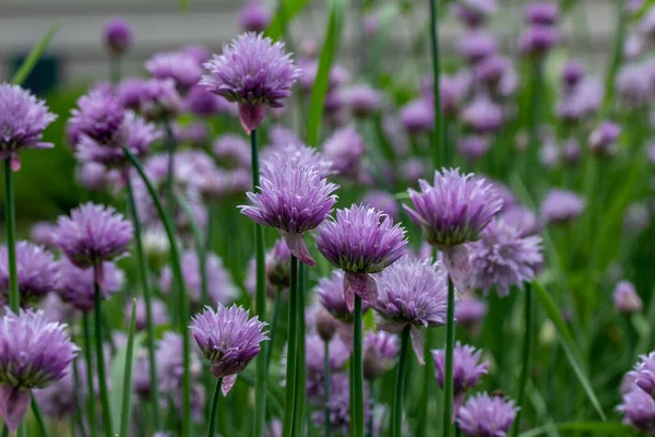 Textura Quadro Completo Vista Fundo Flores Frescas Cebolinha Allium Schoenoprasum — Fotografia de Stock