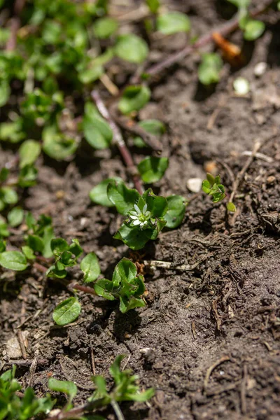 Latar Belakang Tekstur Penuh Dari Bunga Chickweed Stellaria Media Dengan — Stok Foto